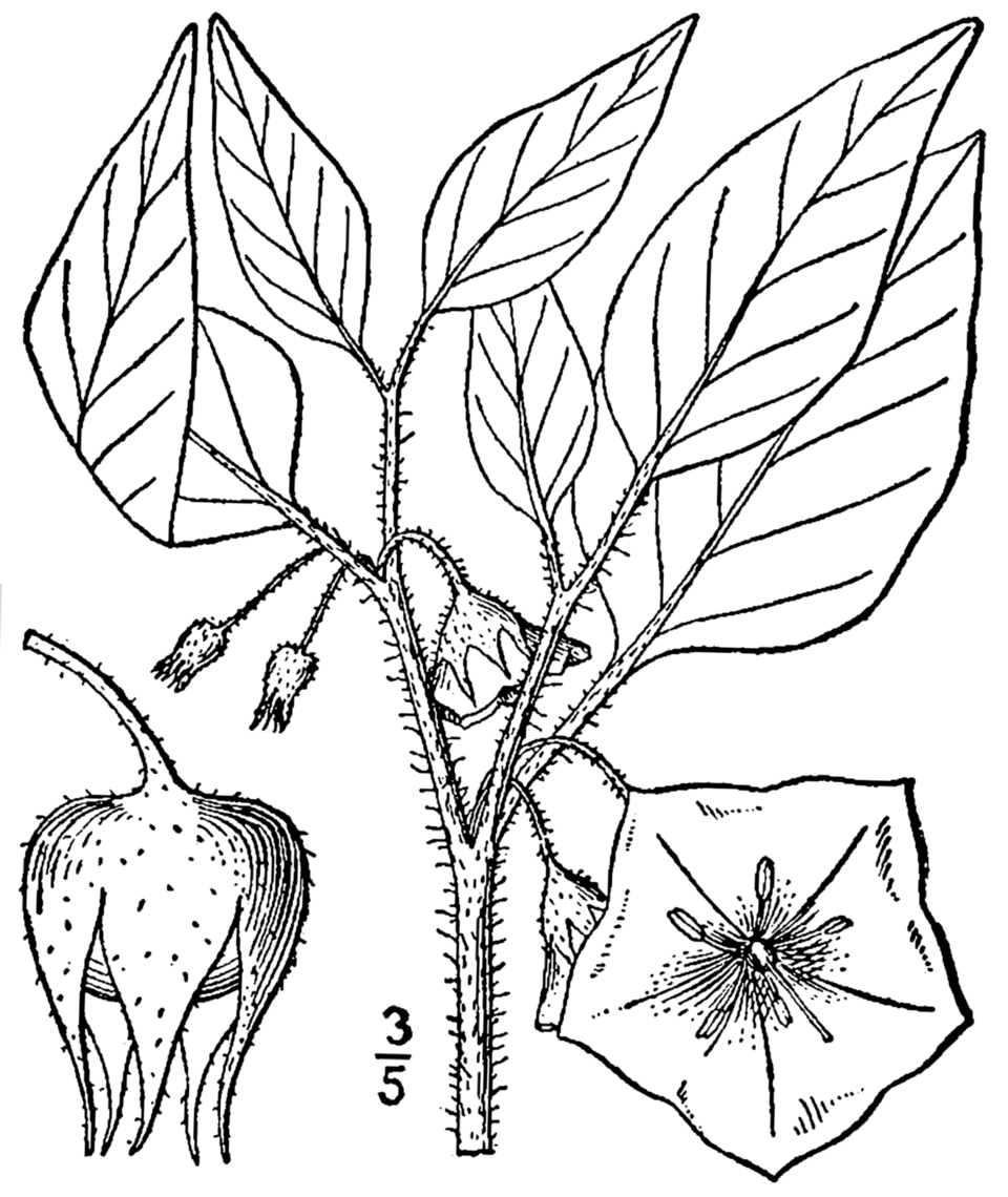 Leucophysalis