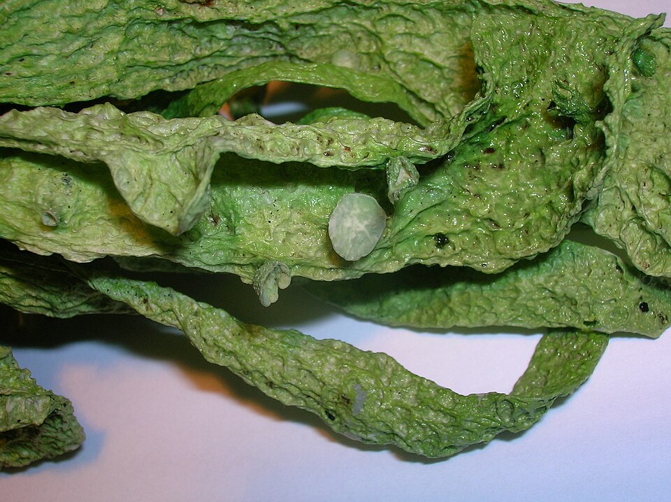 Ramalina fraxinea