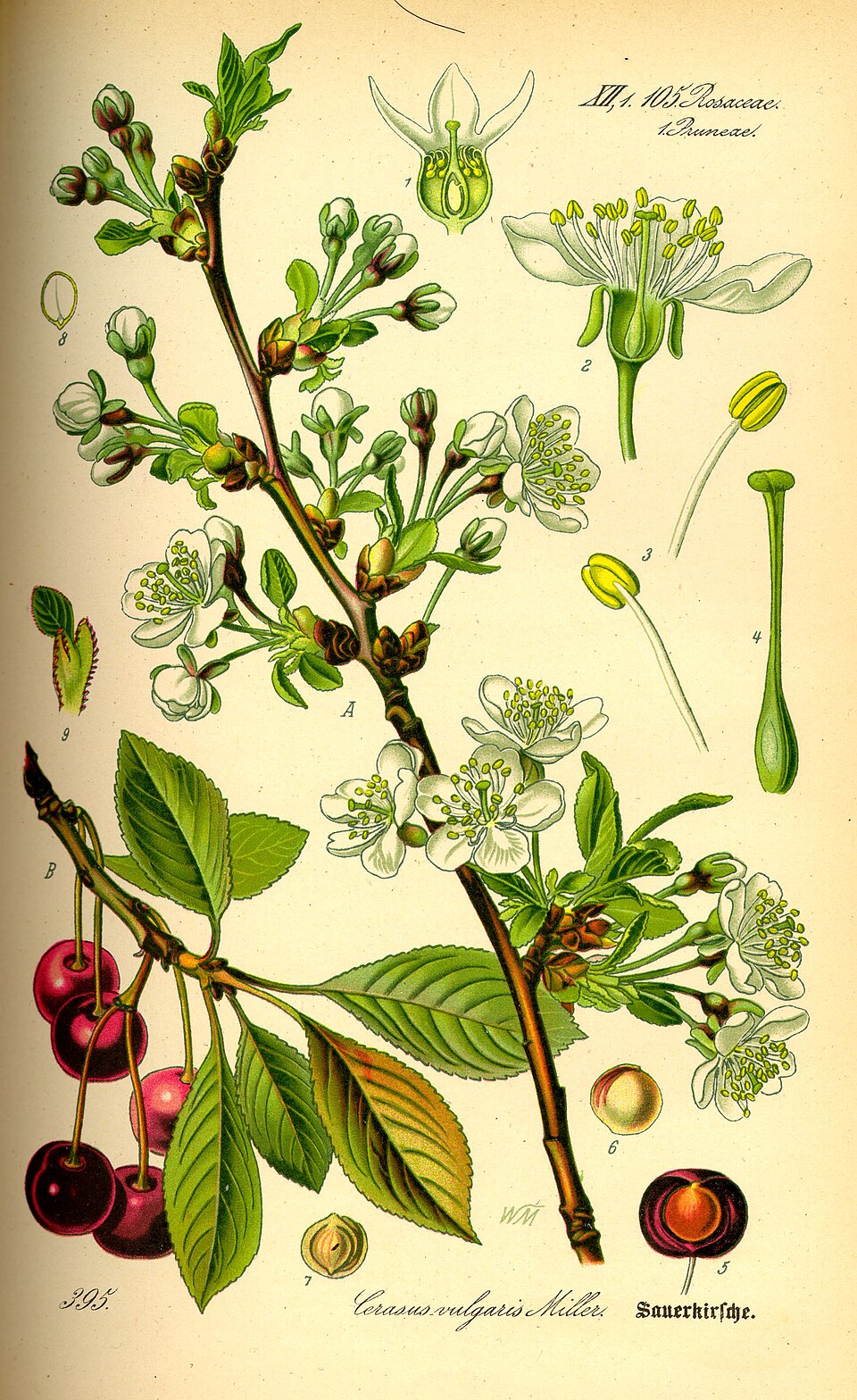 Marasca cherry