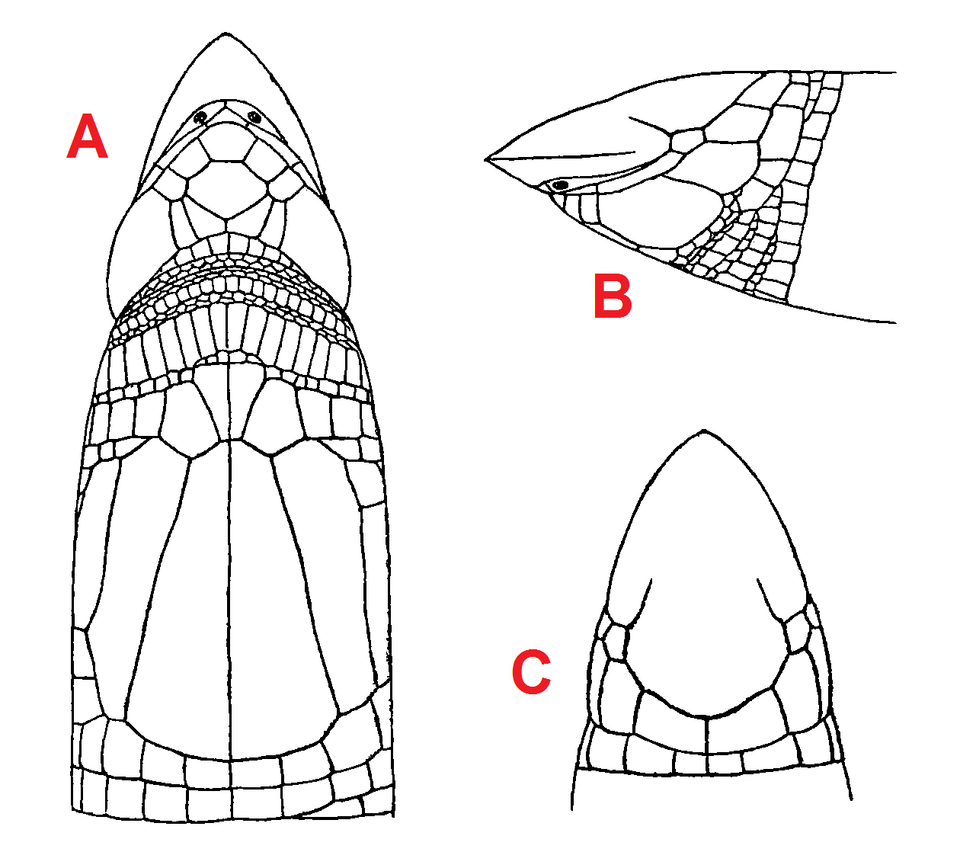 Dalophia