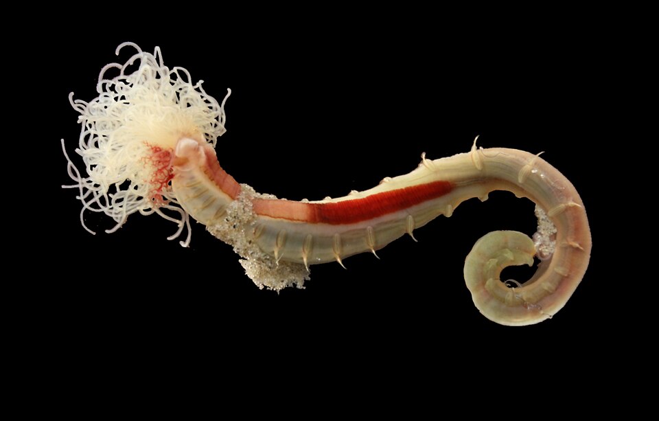 Terebellidae