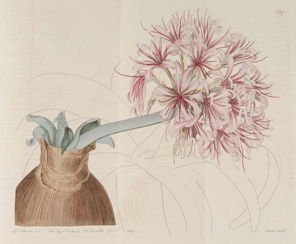 Ammocharis