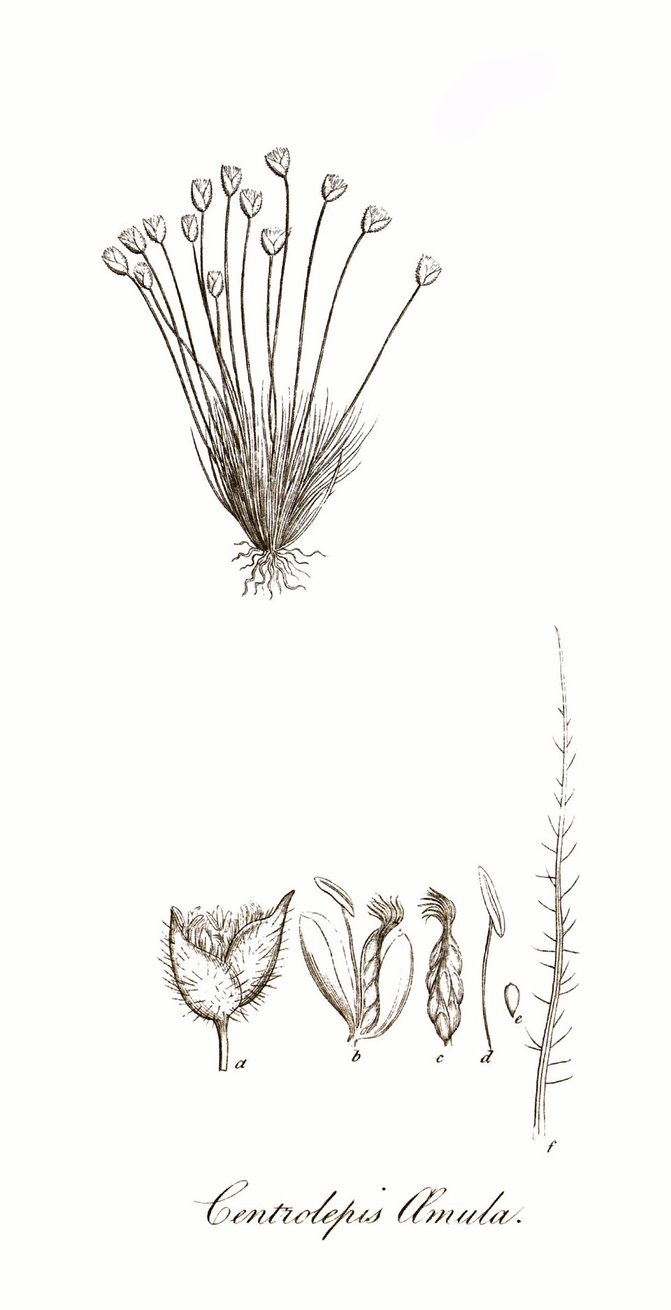Centrolepidaceae