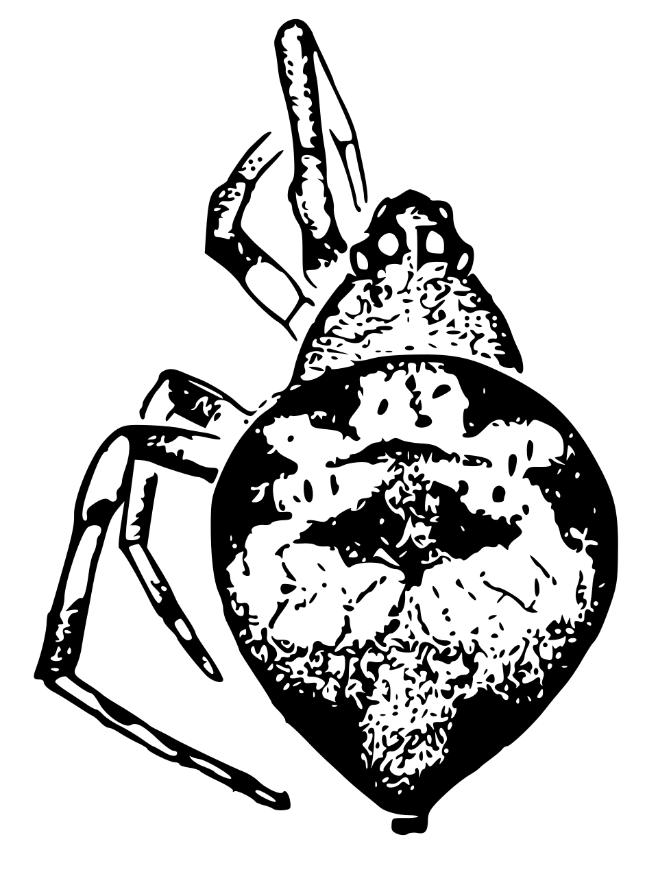 Chrosiothes