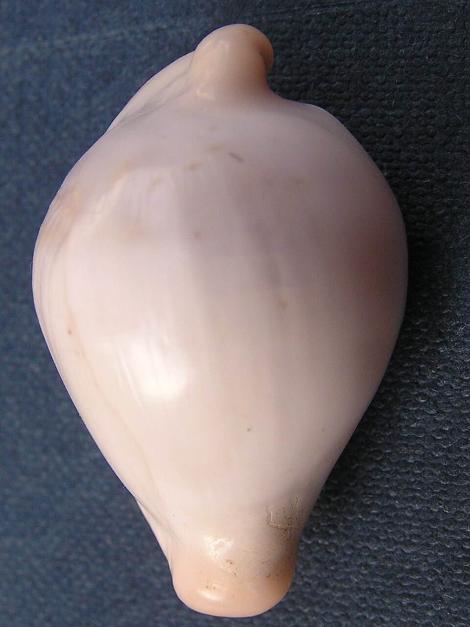 Ovula