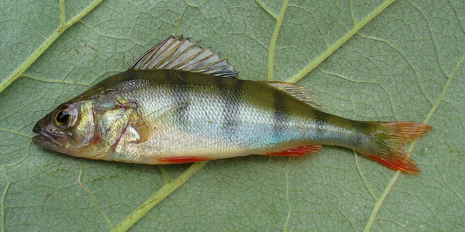 European perch