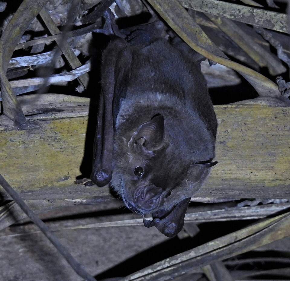 Flat-faced fruit-eating bat