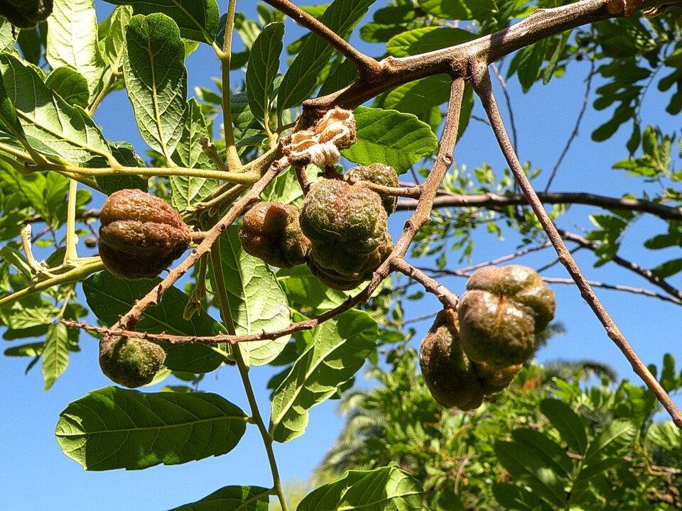 Cupania