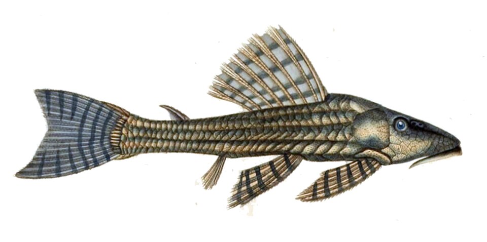 Hemiancistrus