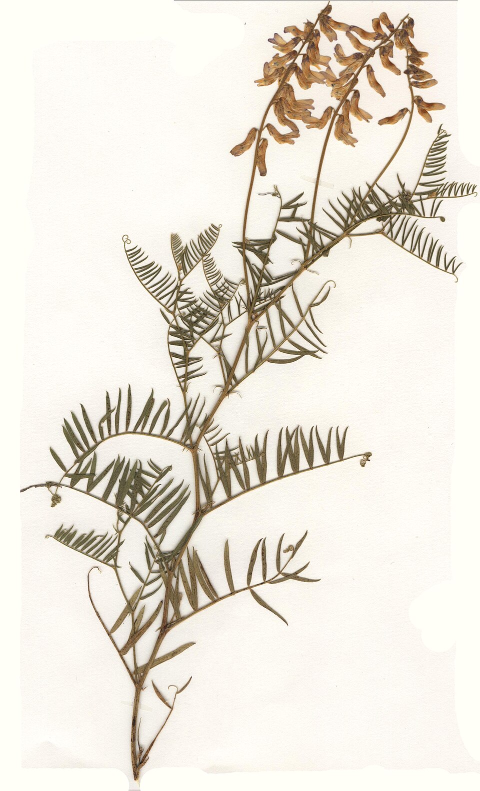 Vicia tenuifolia