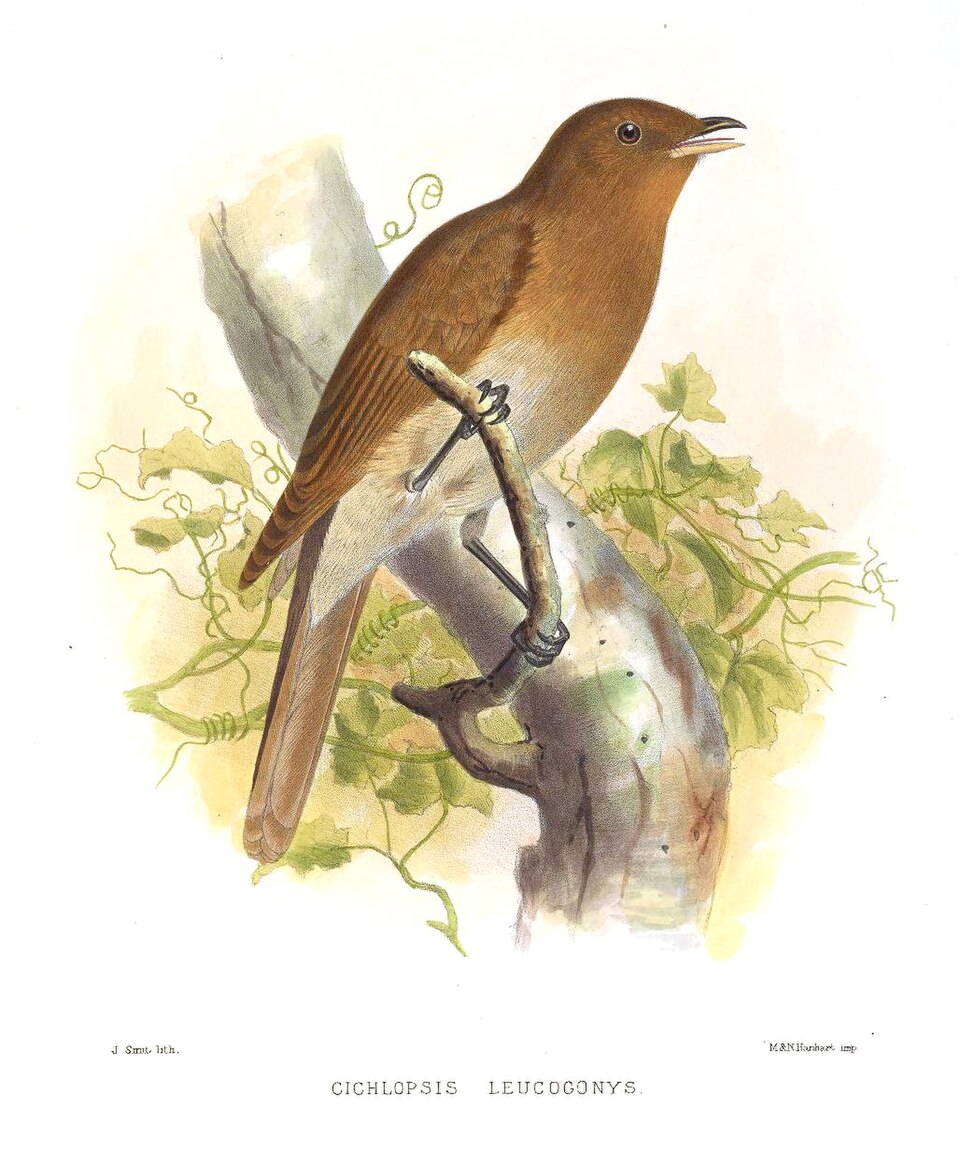 Rufous-brown Solitaire