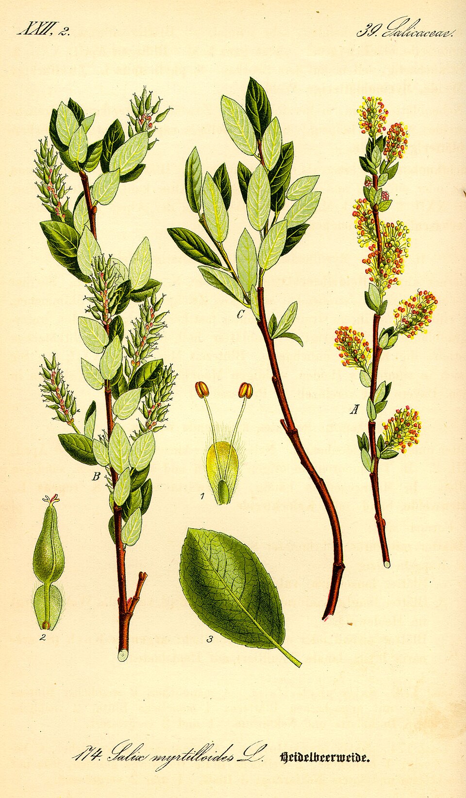 Salix breviserrata