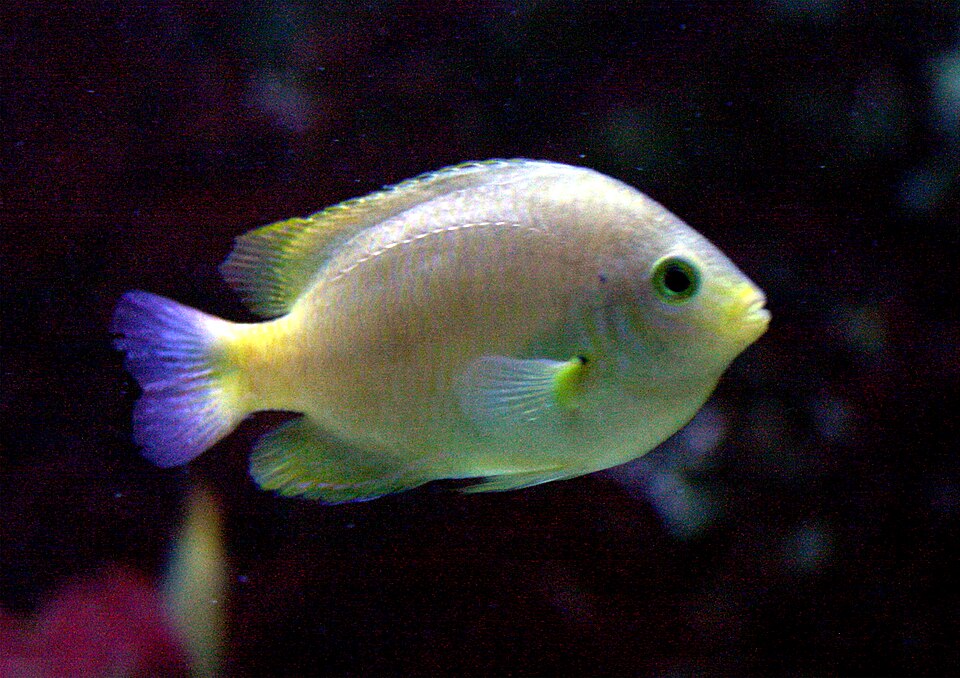 Pomacentrus moluccensis