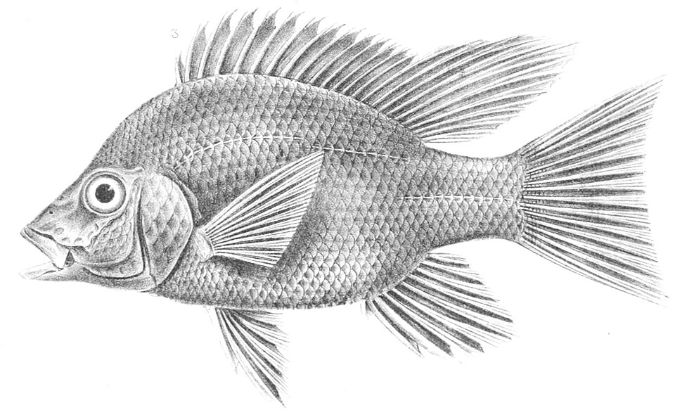 Ptychochromis grandidieri