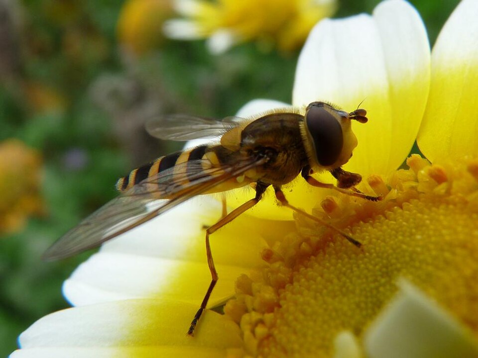 Diptera