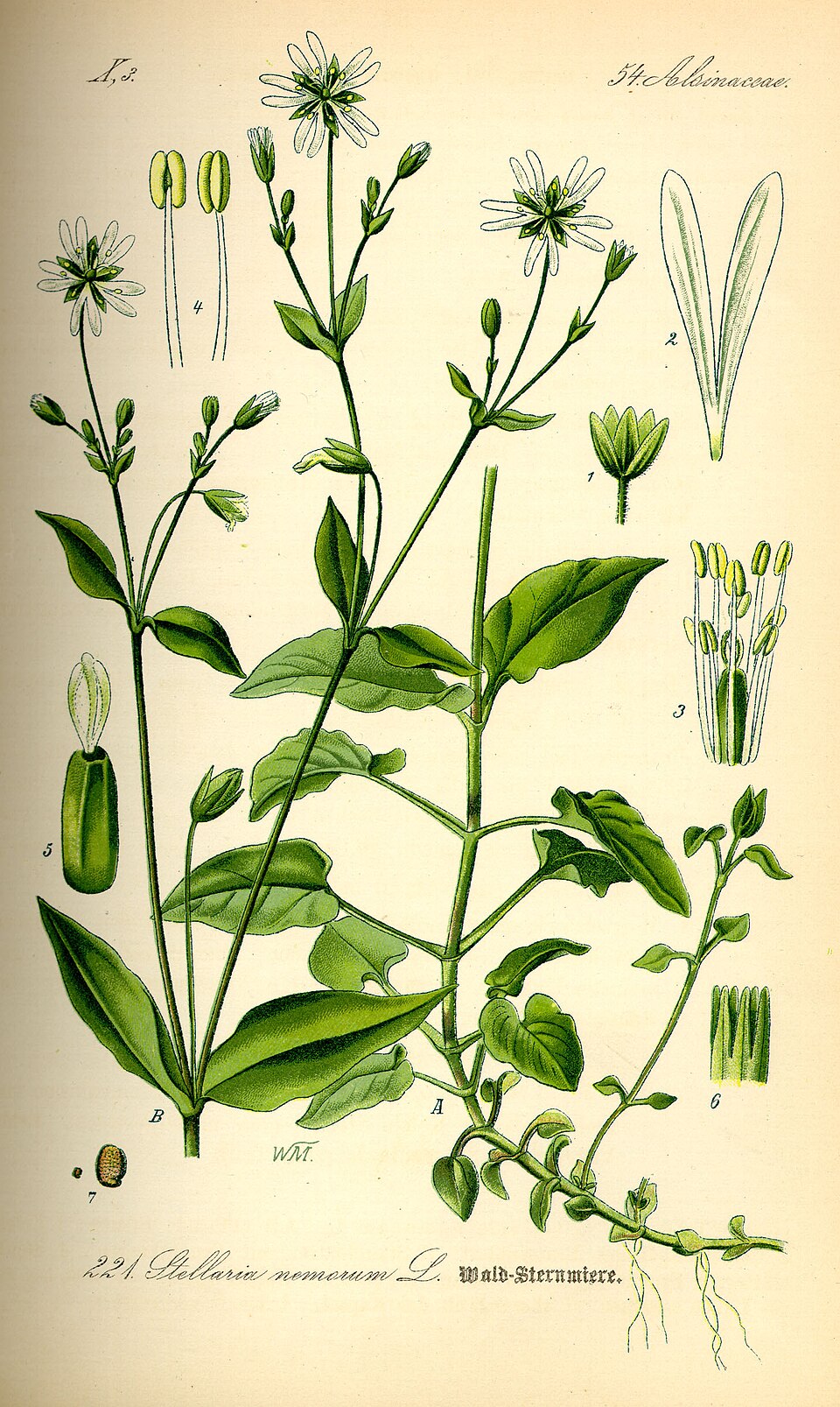 Stellaria nemorum