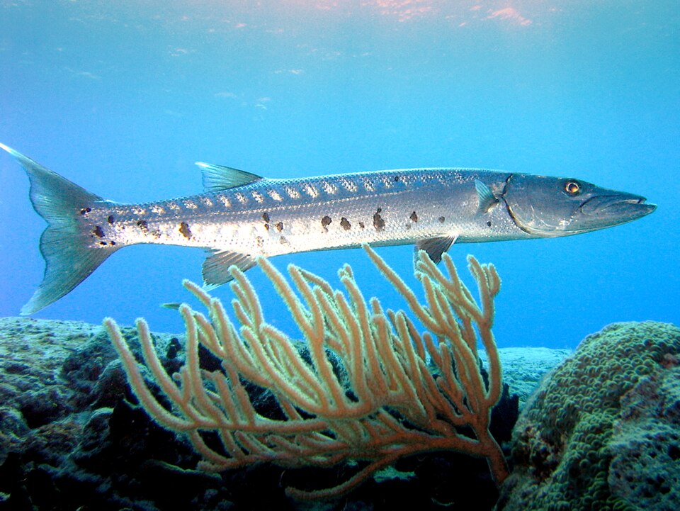 Great barracuda