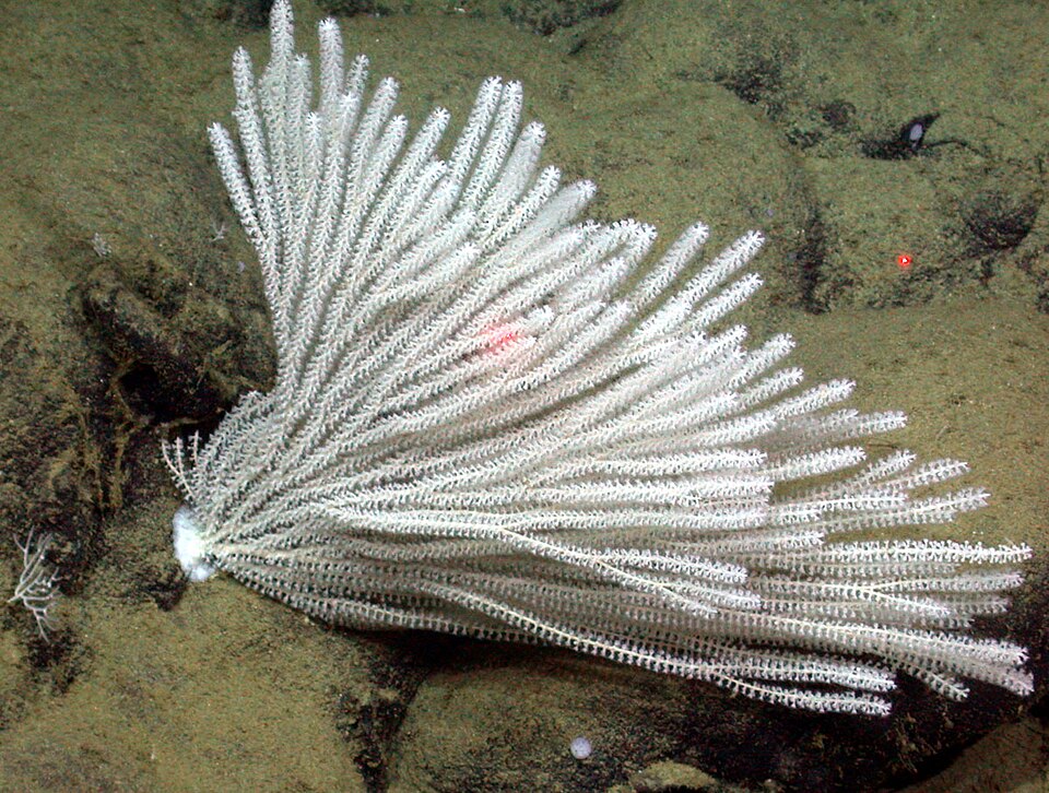 Primnoidae