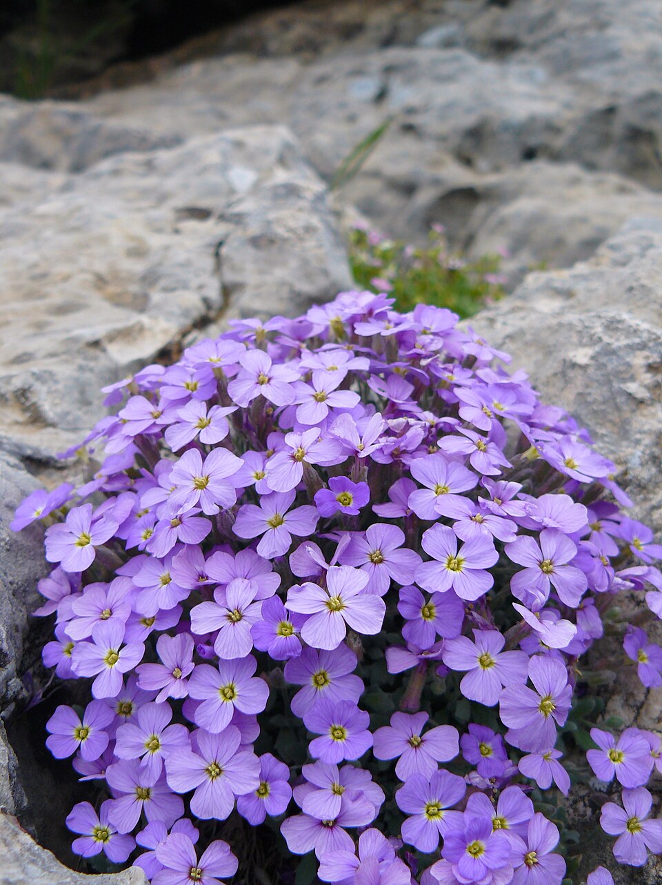 Aubrieta