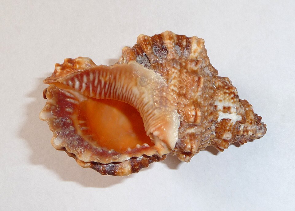 Bursidae