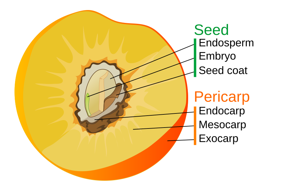 pericarp