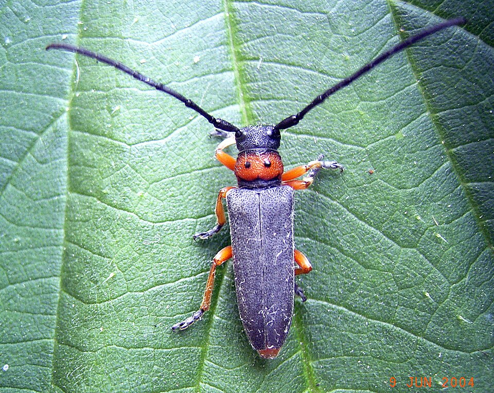 Phytoecia affinis
