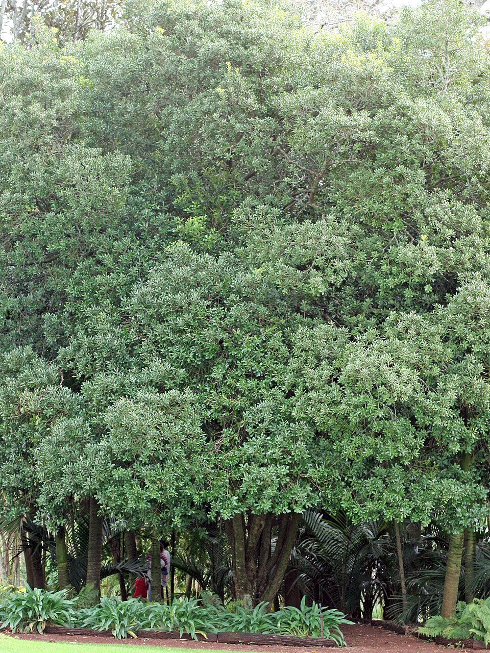 Planchonella costata
