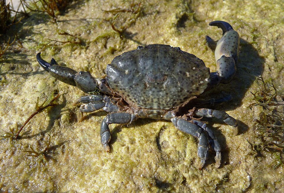 Xanthoidea