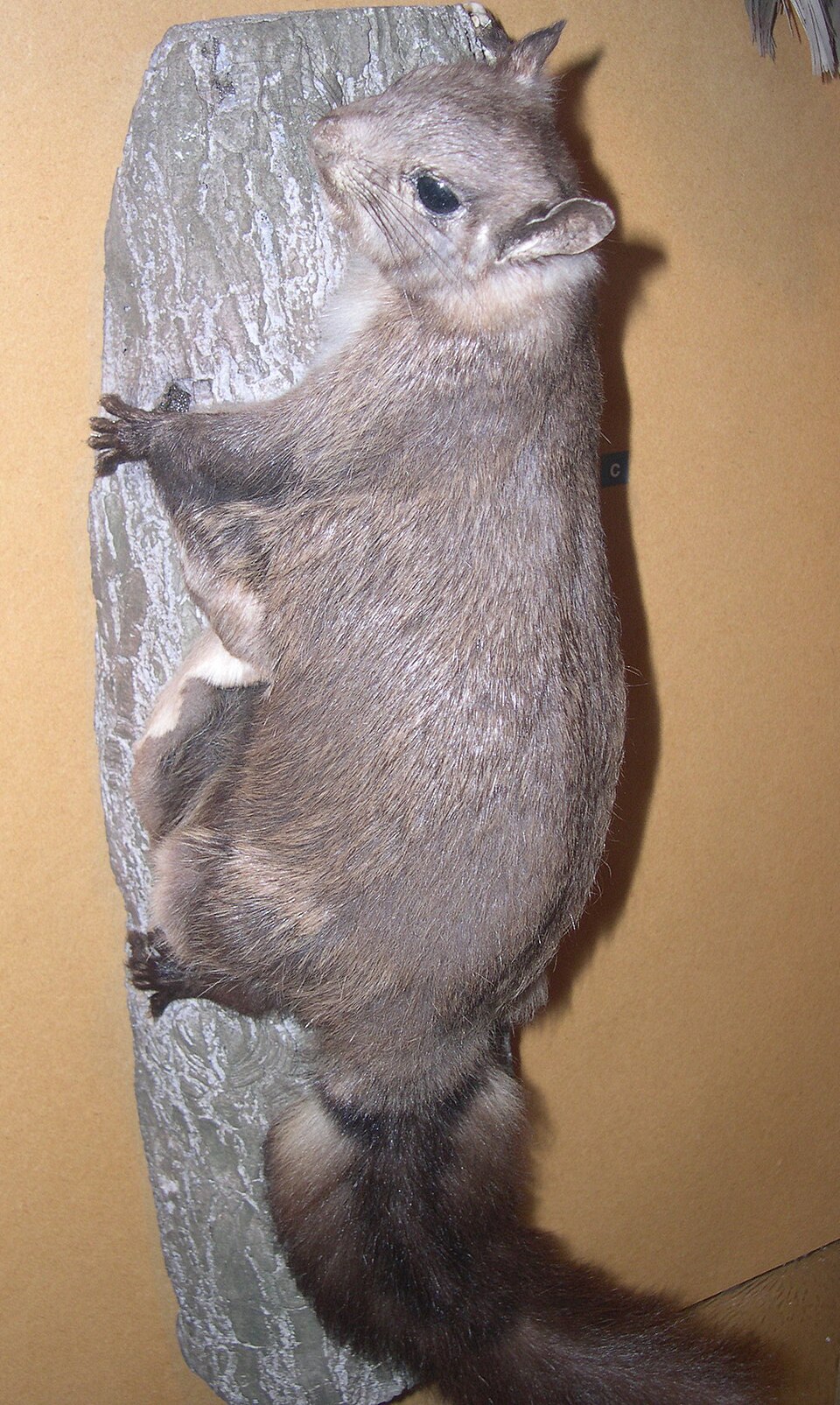 Hylopetes
