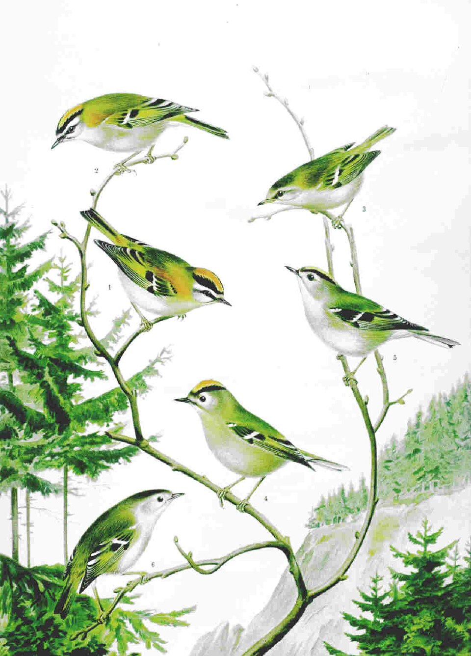 Regulidae