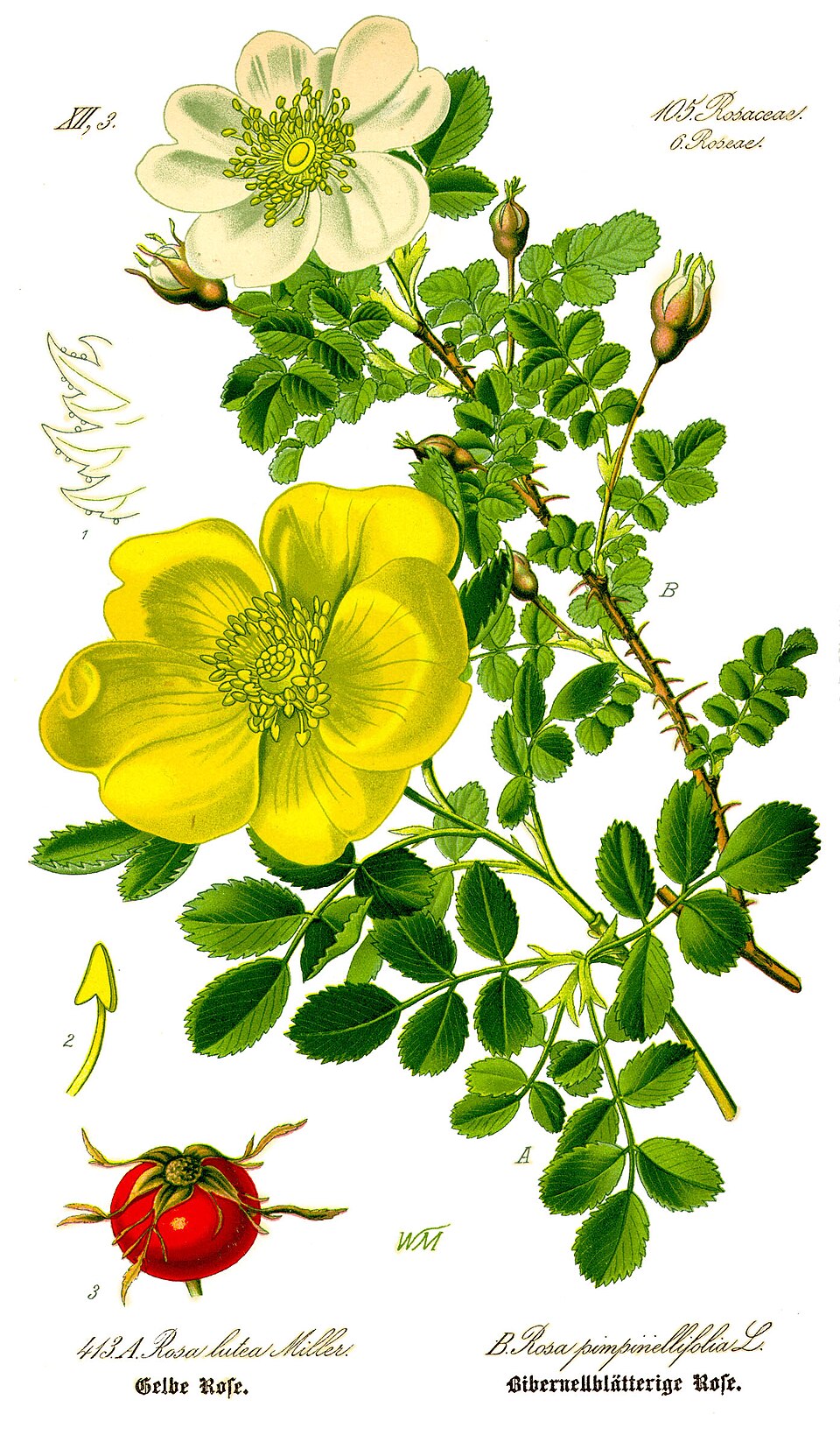 Rosa foetida
