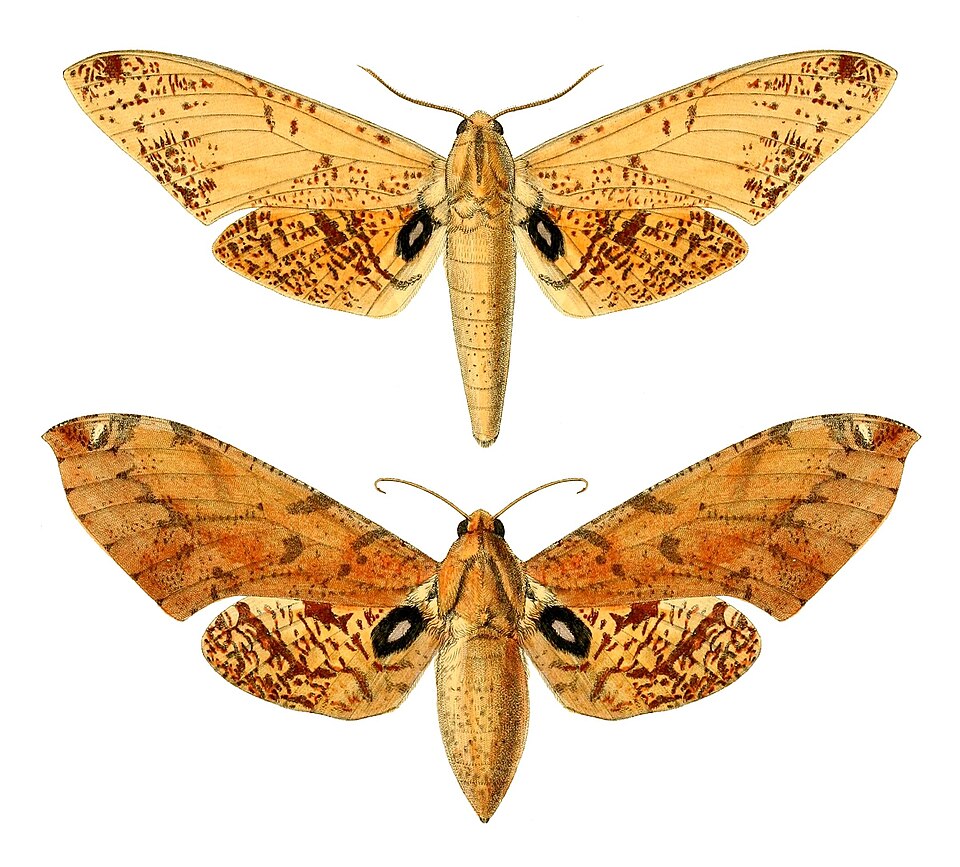 Platysphinx