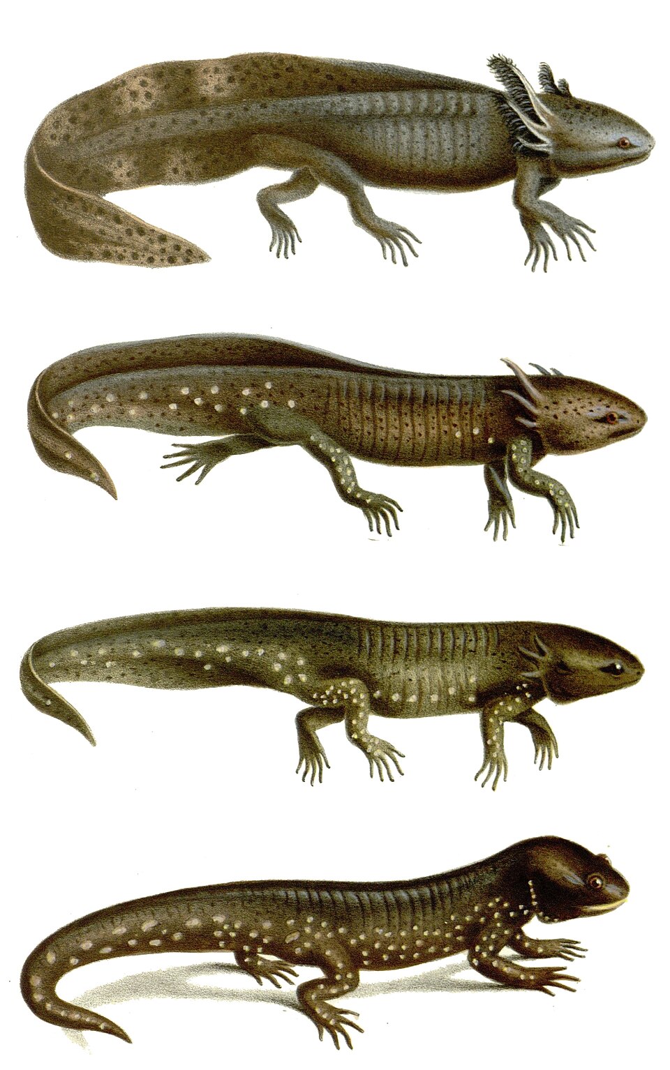 ontogeny