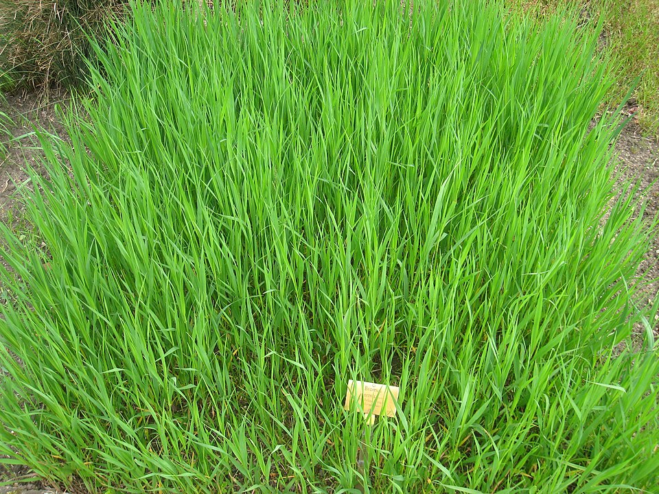 Bromus inermis