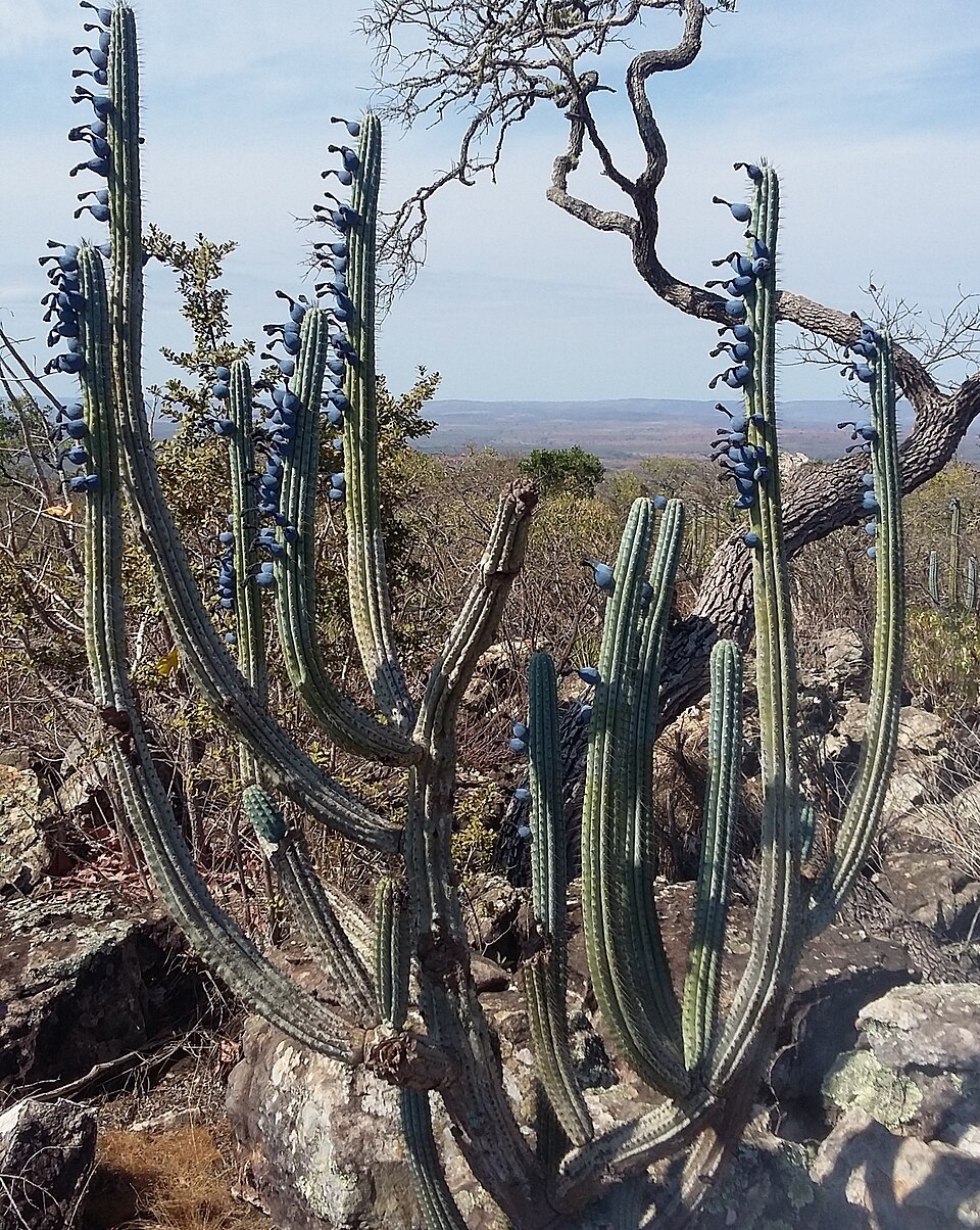 Cipocereus bradei