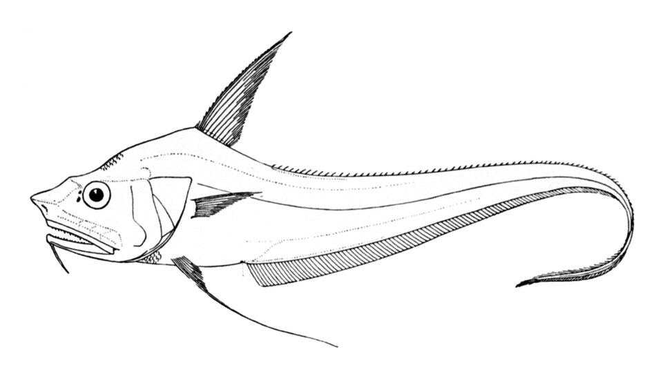 Coryphaenoides mediterraneus