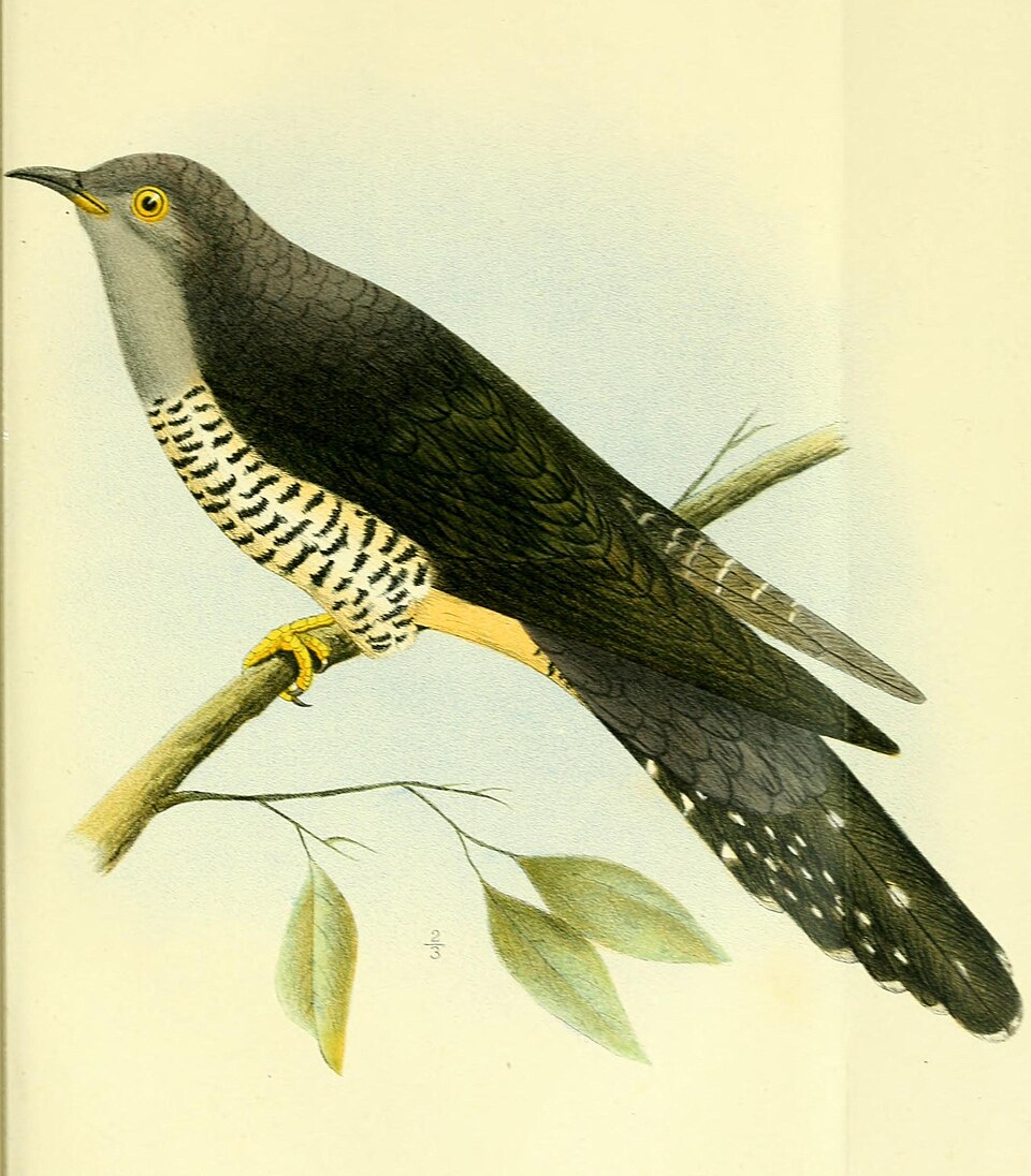 Madagascar Cuckoo
