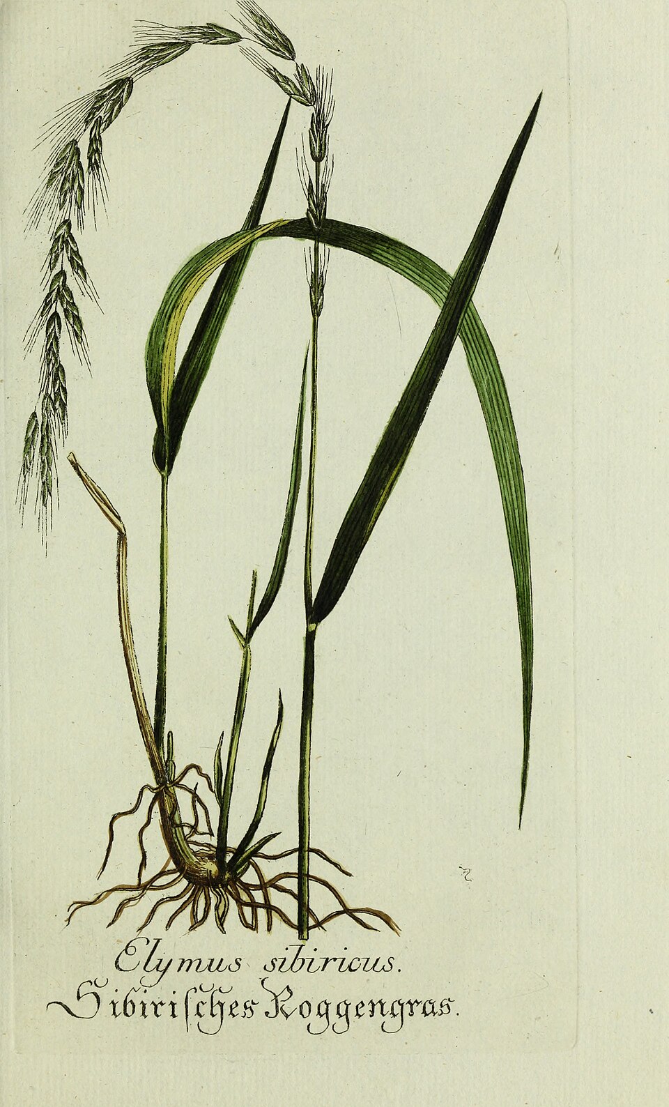 Elymus sibiricus