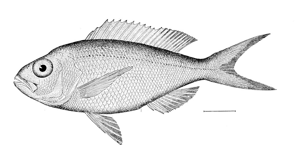 Pristipomoides macrophthalmus