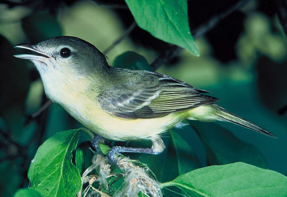 Vireonidae