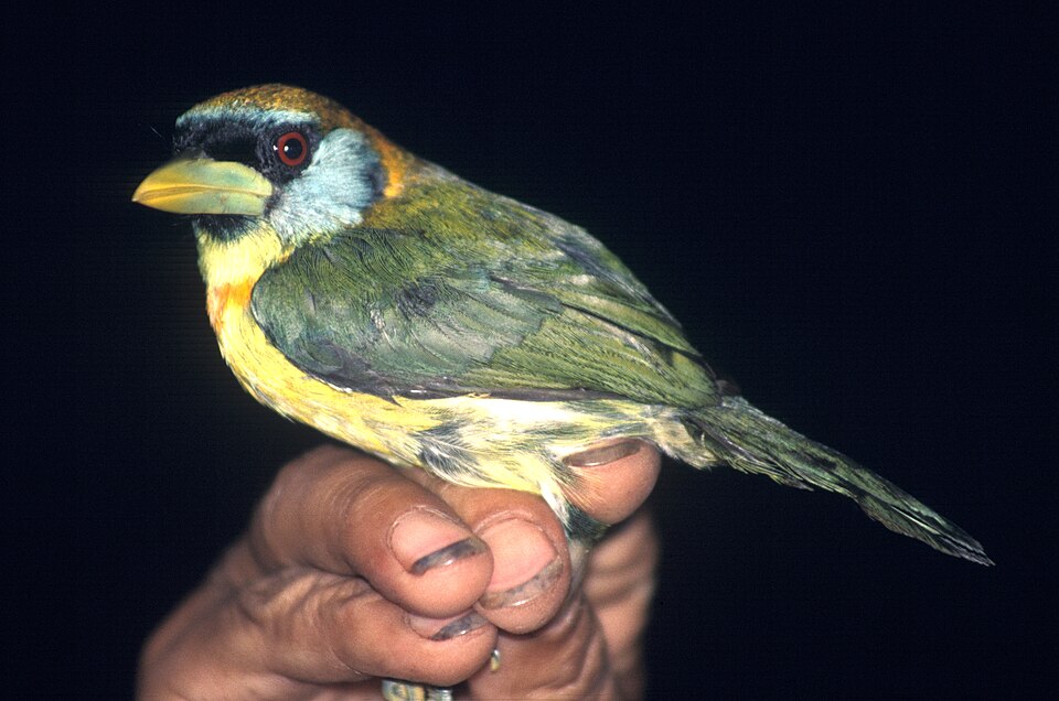 Capitonidae