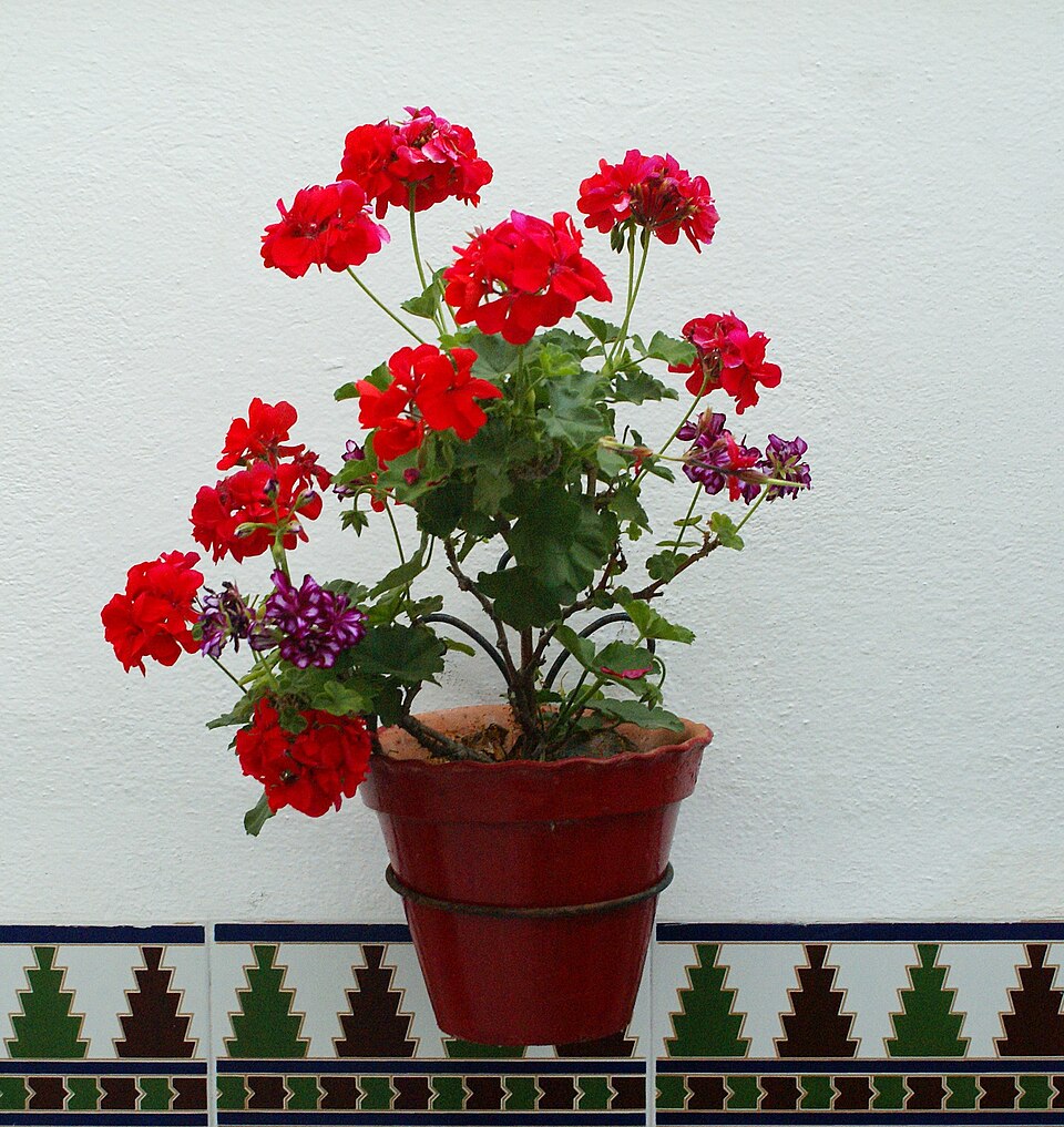 flowerpot