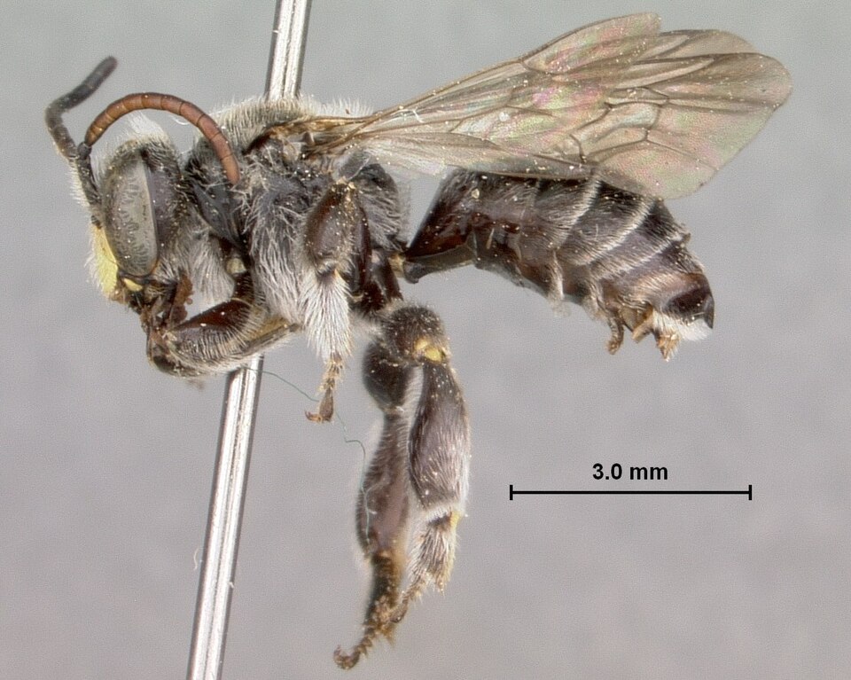 Melittidae