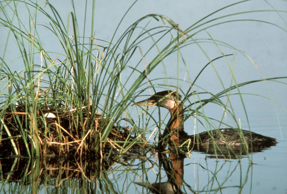 Podiceps