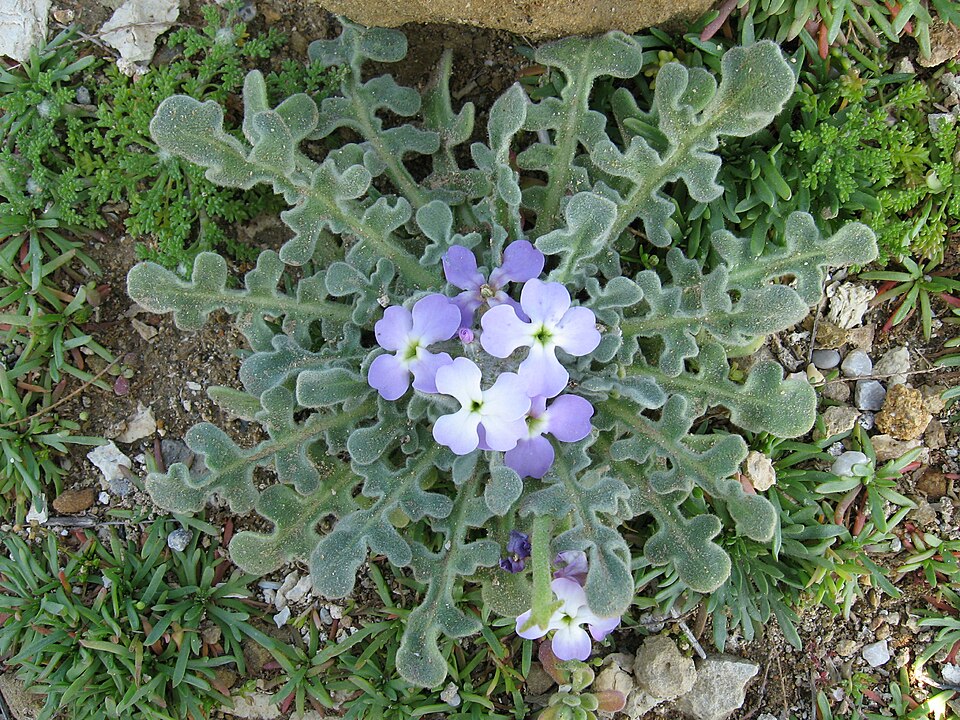 Matthiola tricuspidata