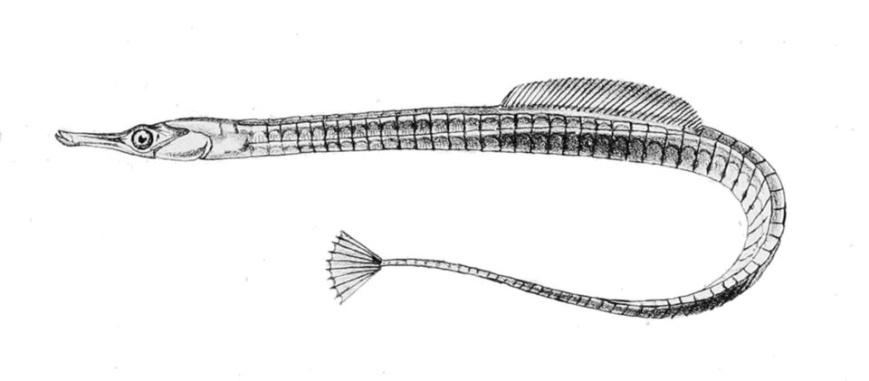 Lesser pipefish