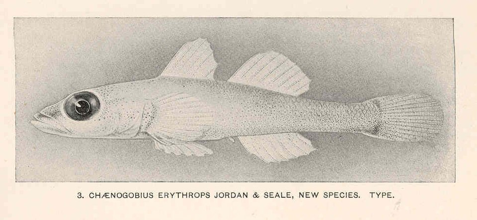 Bryaninops erythrops