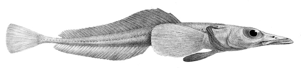 Bathydraconidae