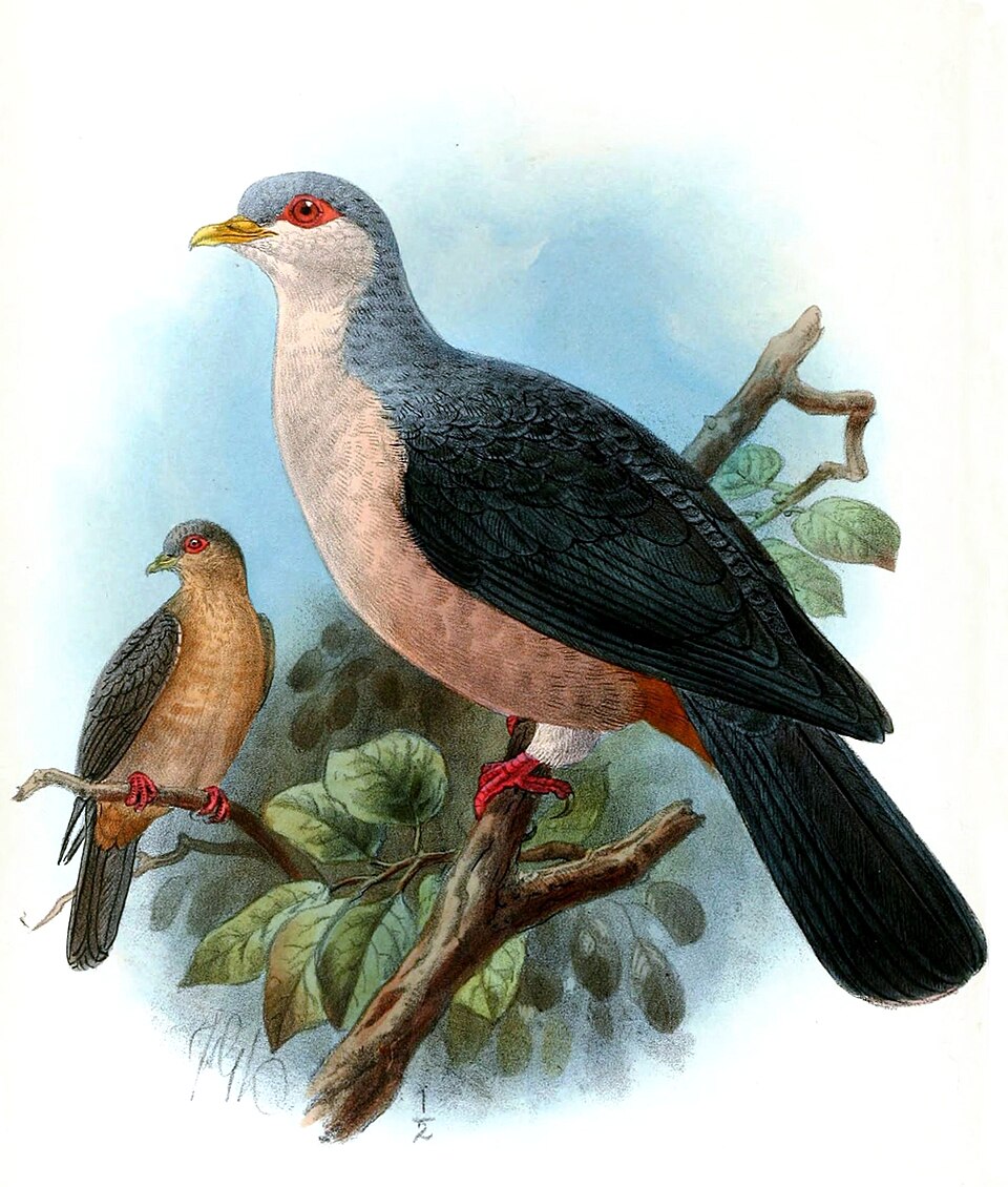 Buru Mountain Pigeon