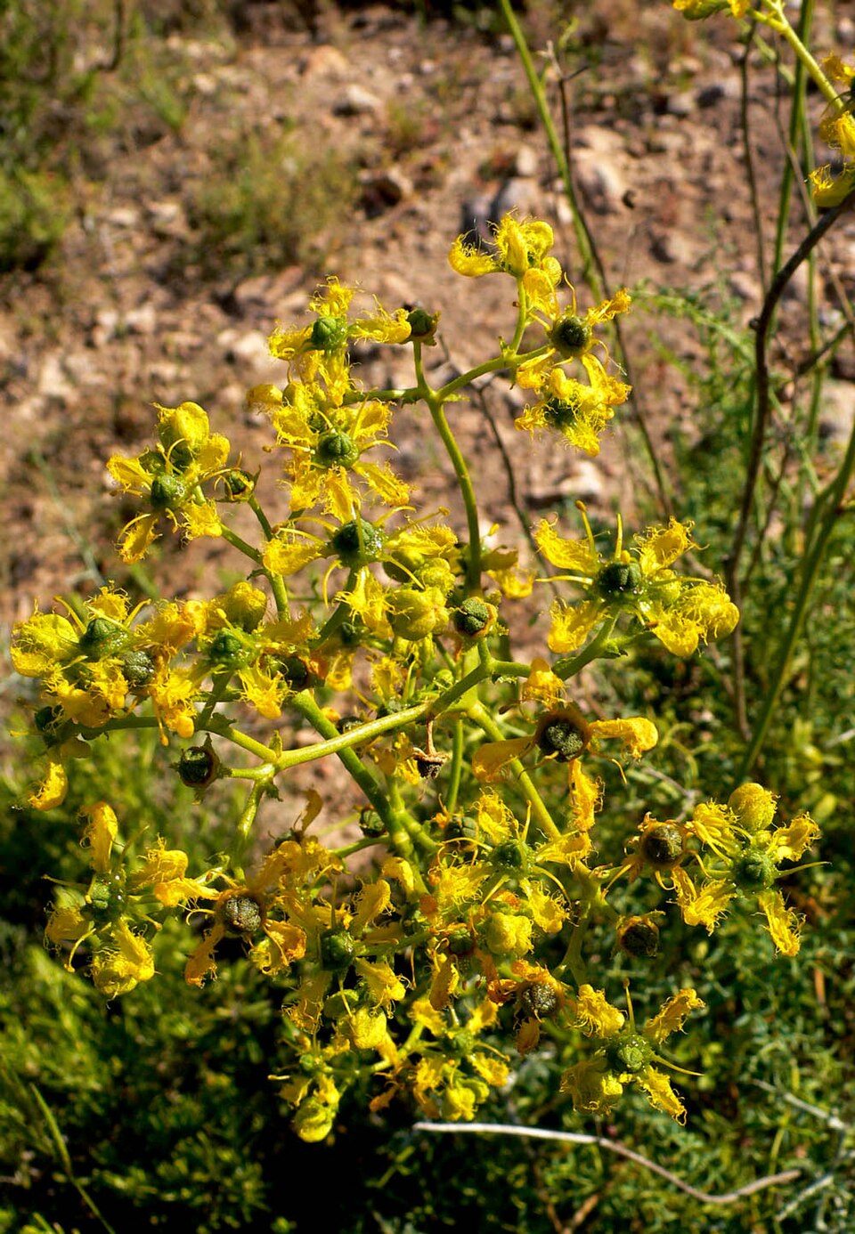 Ruta angustifolia